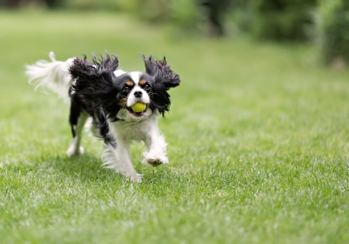 Spacer z psem: relaks czy pole minowe? O kleszczach i zjadaniu „zakazanych przekąsek”