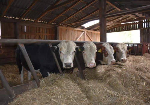 Kołodziejczak: „Robicie rolnikom wodę z mózgu”. Spór o wołowinę z Mercosur w Sejmie