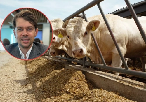 Kołodziejczak bagatelizuje import wołowiny. Rolnicy: to uderzy w ceny bydła