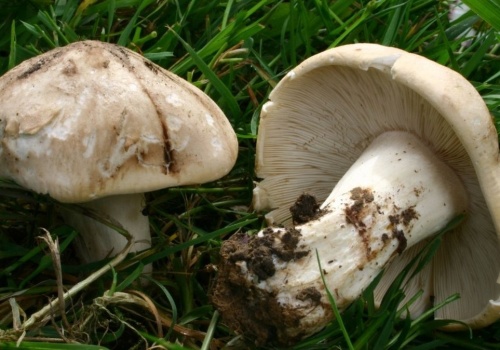 Gęśnica wiosenna ma nietypowy zapach. Dlaczego warto zbierać tego grzyba?