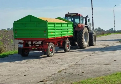Pszenica najdroższa od roku, rzepak idzie w górę. Jakie ceny zbóż w skupach?