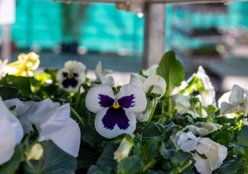 Idzie ochłodzenie. Zrób to z bratkami, aby nie zmarniały