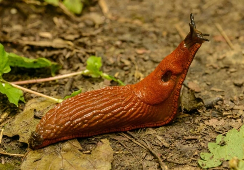 Jedna łyżka i ślimaki znikają z ogrodu. Ten oprysk działa od razu