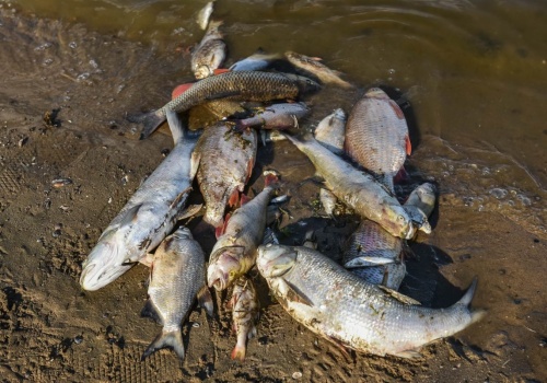 Alarm ekologiczny na Dniestrze. Prezydentka Mołdawii: Rosja ponosi pełną odpowiedzialność