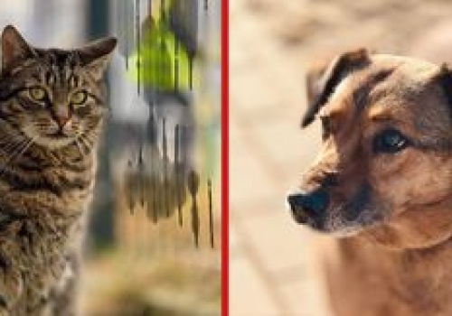 Piła: Dopłaty do kastracji psów i kotów