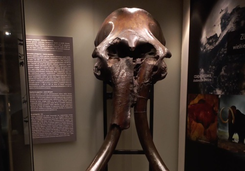 Mamut z epoki lodowcowej w Krakowie. Weź udział w wydarzeniu