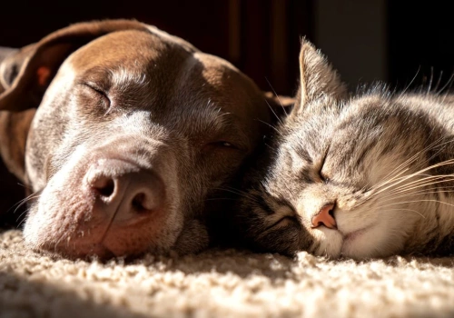 Zwierzęta w wynajmowanym mieszkaniu. O tym musi wiedzieć każdy właściciel