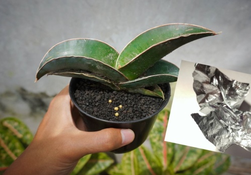 Język teściowej podziękuje ci za kawałek folii aluminiowej. Mało kto zna ten trik, a działa