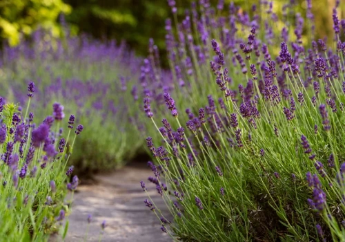 Wystarczy jedno wiosenne cięcie. Lawenda zagęści się w kilka tygodni