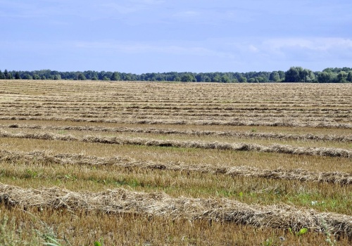 Sejm jednogłośnie za zmianami w Funduszu Ochrony Rolnictwa. Wyższe rekompensaty dla producentów