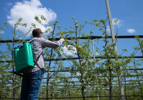 Olej parafinowy i Miedzian razem? Sprawdź, czy można mieszać te opryski w sadzie
