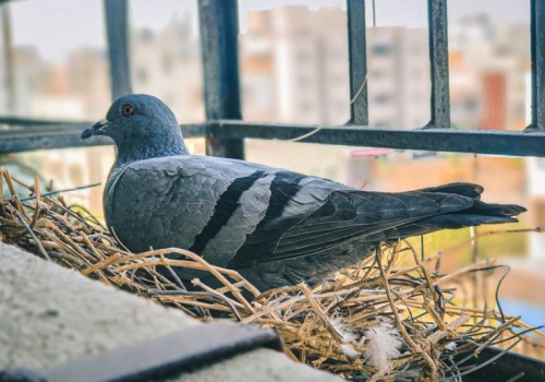 Ptasie gniazdo na balkonie lub w kominie? Jego usunięcie może skończyć się w sądzie