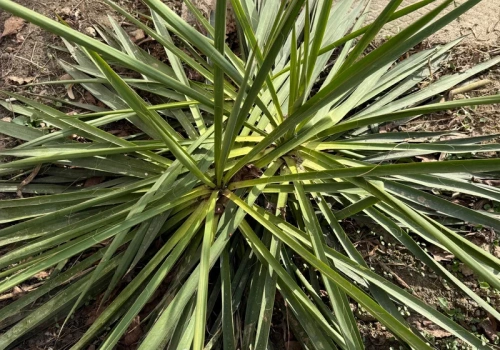 Wystarczy garść pod jukę. Latem pojawi się ogromny pęd kwiatowy