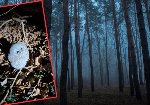 Leśnik znalazł puchatą 