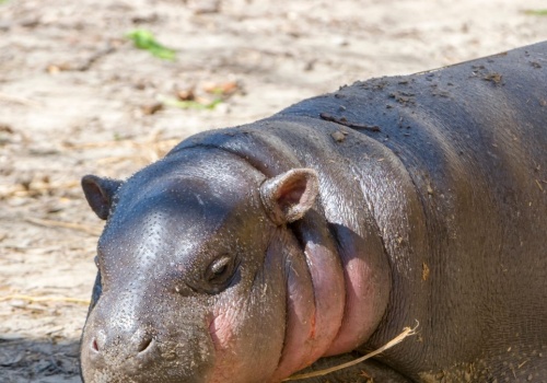 Niezwykłe narodziny w polskim zoo. Sama słodycz i sukces hodowlany