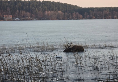 OSP w Pluskach uratowała jelenia z rozmarzającego jeziora!