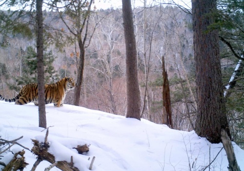 Kazachstan przygotowuje się do reintrodukcji tygrysa