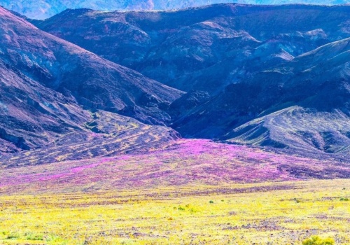 Zjawisko superbloom zachwyca turystów. Kwiaty w najgorętszym rejonie Ziemi