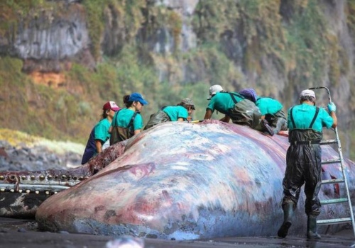 Nie tylko głębiny są tajemnicą. Sekret czaił się we wnętrzu tego wieloryba