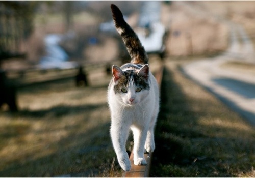 Możesz pomóc kotom z Elbląga
