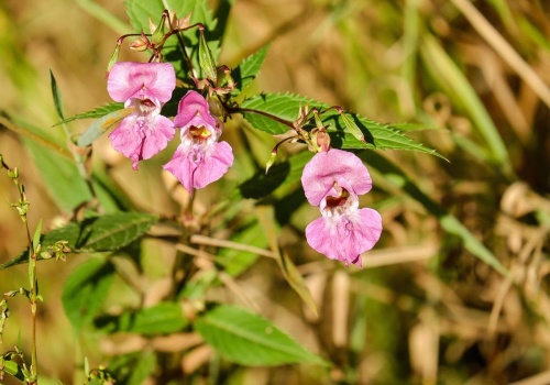 Milion złotych kary za rośliny w ogrodzie. Sprawdź, czy masz na działce zakazane IGO