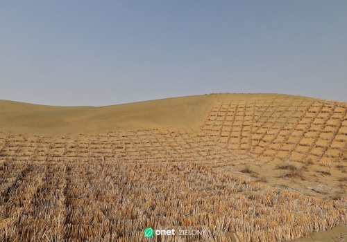 Chiny sadzą drzewa na pustyni. Program ogranicza emisję CO2 i chroni rolnictwo