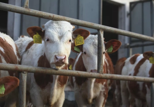 Ucięte dopłaty do dobrostanu bydła przez wiatę z trzema ścianami?