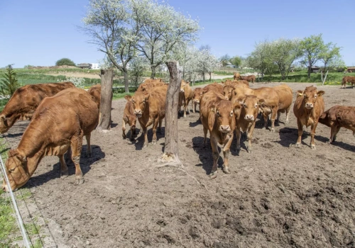 Ceny bydła się zatrzymały. To koniec spadków? Sprawdzamy stawki