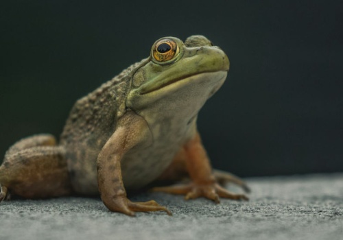 Połączyli żabę z robotem. Efekt jest przerażający i ciekawy zarazem