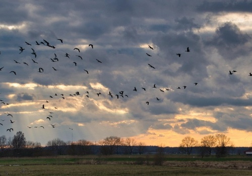 Plaga ptaków nad polami. Rolnicy bezradni, straty idą w tysiące złotych
