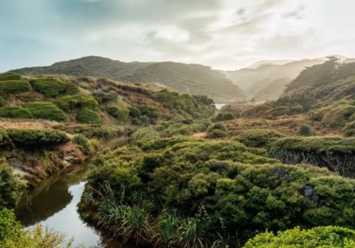 Sadzą drzewa i myślą, że pomagają klimatowi. To jest bzdura