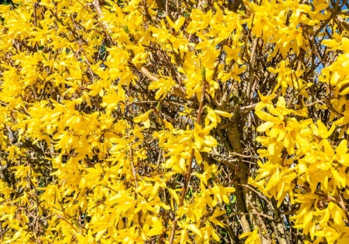 Rozpuść to w wodzie i podlej forsycję. Będzie kwitła nawet o tydzień dłużej