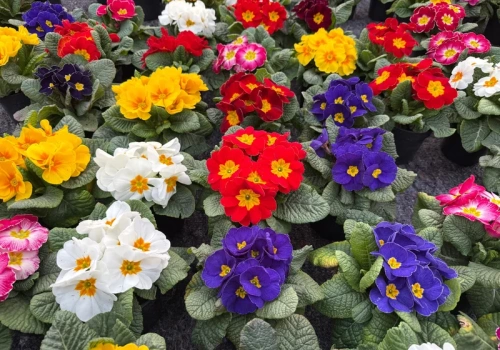 Jedna drobna zmiana, a prymulki kwitną do czerwca. Patent ciotki z Podlasia