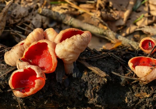 Jedne smakują jak rzodkiewka, inne jak kurczak. Pierwsze wiosenne grzyby już w lasach