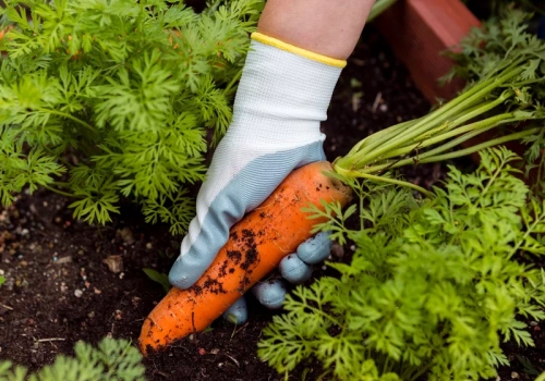 Zamień je miejscami w ogrodzie. Czosnek i marchew „chronią się” nawzajem