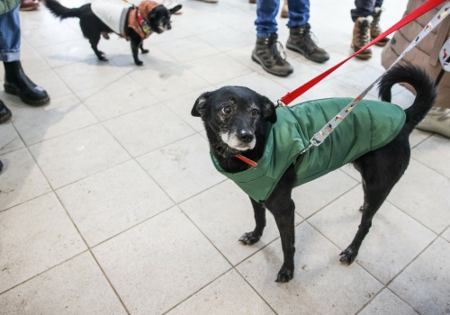 Wielkie zmiany w polskich schroniskach. Wchodzą nowe przepisy
