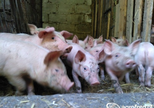 Nowe przepisy o zdrowiu zwierząt 2026: koniec papierów i zmiany w odszkodowaniach