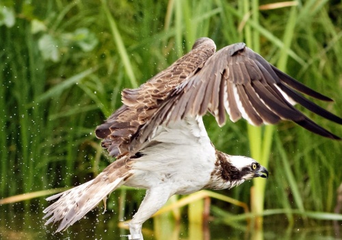 Ornitologom aż zapiera dech. Wracają rzadkie ptaki uzależnione od ryb