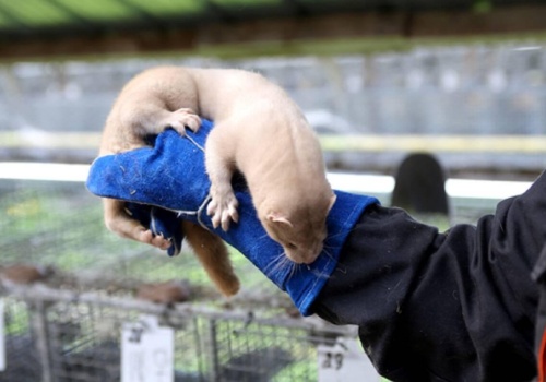 Niespodziewany zwrot. Bruksela nie zakaże hodowli zwierząt futerkowych