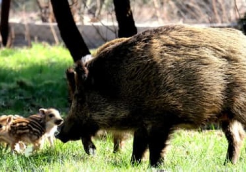 Przy szpitalu psychiatrycznym pracownicy miasta zabili lochę z dziećmi  