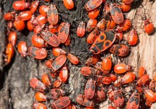 Pojawiają się masowo. Najgorsze, co możesz zrobić, gdy je spotkasz
