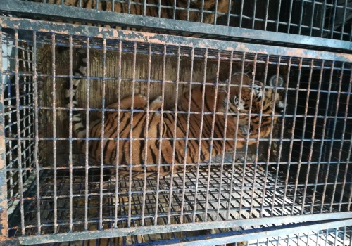 Transport śmierci. Poznamy wyrok sądu w sprawie transportu tygrysów