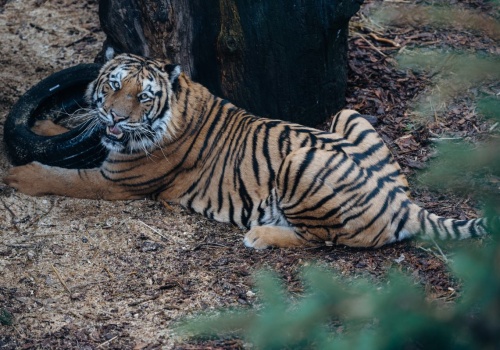 Transport tygrysów z Włoch do Rosji. Sąd w Lublinie utrzymał wyrok