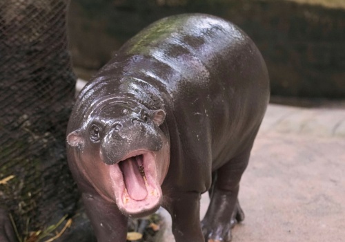 Wszedł na wybieg ze słynnym hipopotamem. Został aresztowany