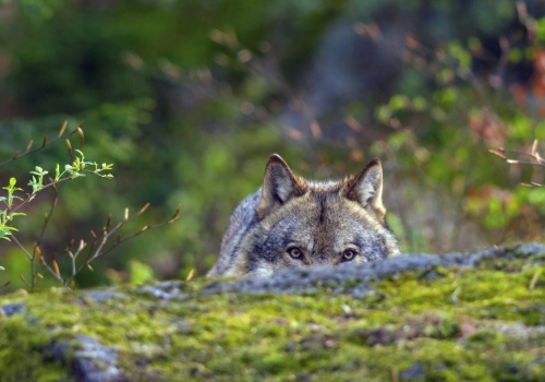Przerażający drapieżnik podszedł blisko. Internauci zamarli