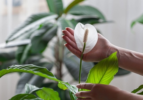 Dosy do wody i podlej skrzydłokwiat. W końcu ruszy z kwitnieniem
