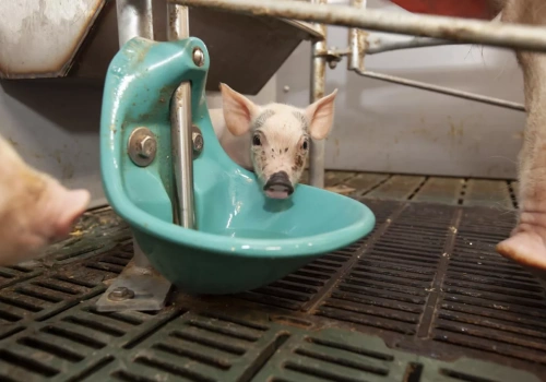 Ukryta anemia prosiąt zjada zysk. Jedna „obowiązkowa” dawka żelaza już nie wystarcza