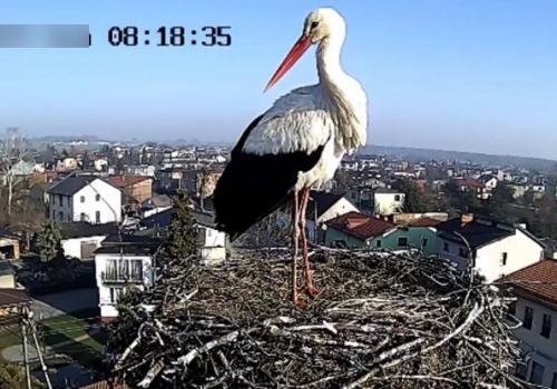 Słynny bocian właśnie przyleciał z Afryki prosto do gniazda w Świerklańcu