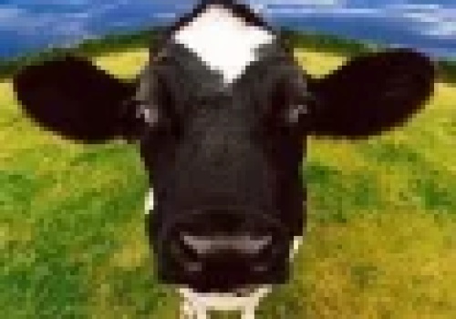 Do Polski trafiła wołowina z Urugwaju zawierająca przekroczenie normy progestero