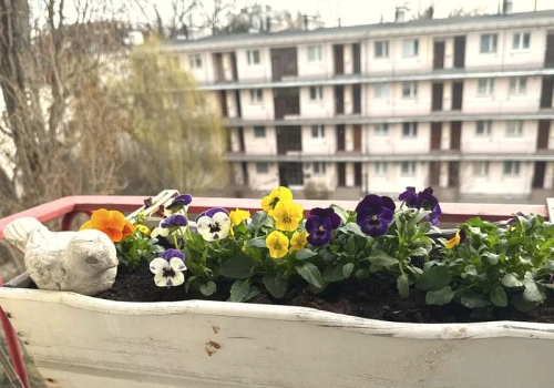 Zrób to zaraz po zakupie bratków. Ten jeden trik sprawi, że będą kwitły aż do jesieni